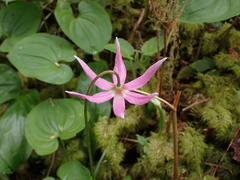 Erythronium revolutum