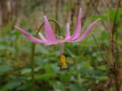 Erythronium revolutum