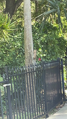 Sciurus carolinensis