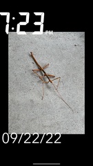 Megaphasma denticrus