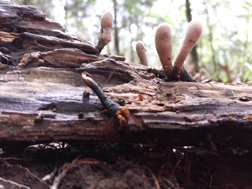 Ilgakotis elniagrybis nuotrauka