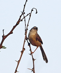Prinia subflava affinis