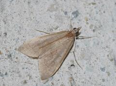 Mecyna asinalis