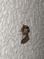 Diloba caeruleocephala