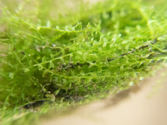 Odontoschisma fluitans