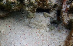 Fusigobius neophytus