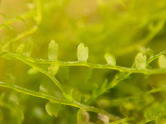 Odontoschisma fluitans