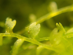 Odontoschisma fluitans