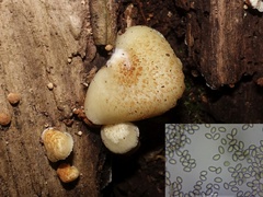 Crepidotus mollis