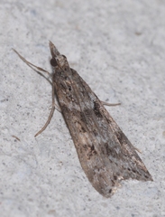 Eudonia angustea