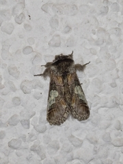 Diloba caeruleocephala