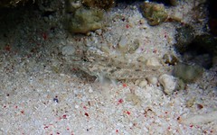 Fusigobius neophytus