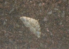 Coenotephria ablutaria