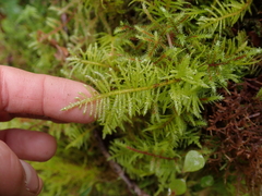 Kindbergia oregana