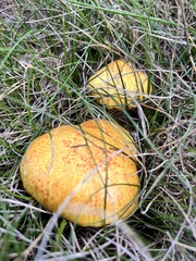 Suillus americanus