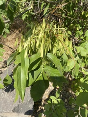 Fraxinus pennsylvanica