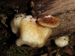 Crepidotus mollis
