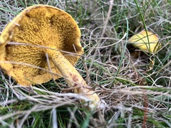 Suillus americanus