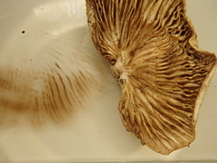 Crepidotus mollis