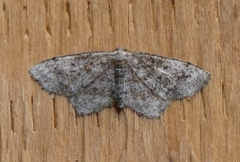 Hypagyrtis piniata
