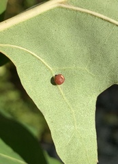 Polystepha globosa