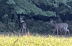 Odocoileus virginianus borealis