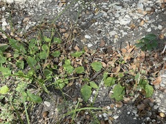 Solanum emulans