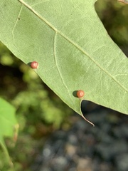 Polystepha globosa