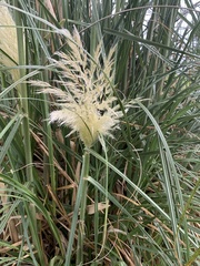 Cortaderia