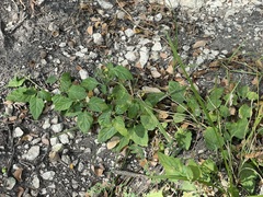 Solanum emulans