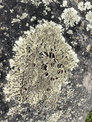 Xanthoparmelia conspersa