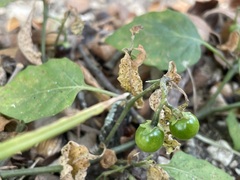 Solanum emulans