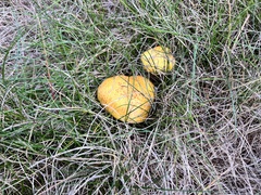 Suillus americanus