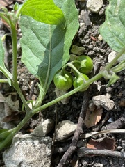 Solanum emulans