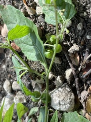 Solanum emulans