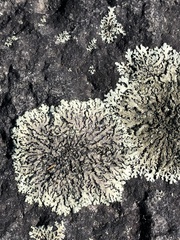 Xanthoparmelia conspersa
