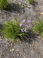 Tulbaghia violacea