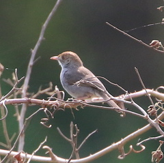 Cisticola fulvicapilla