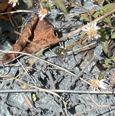 Lucilia coeruleiviridis