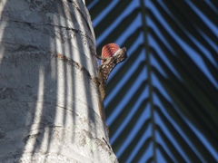 Anolis charlesmyersi