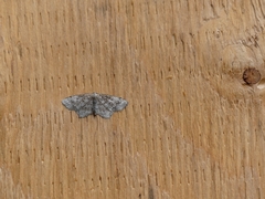 Hypagyrtis piniata