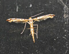 Cosmoclostis aglaodesma
