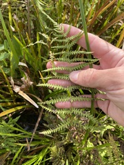 Thelypteris palustris