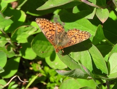 Boloria chariclea