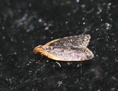 Ardozyga compsochroa