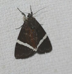 Coenotoca subaspersa