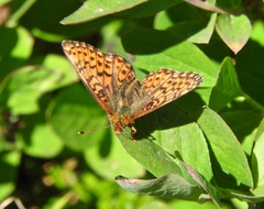 Boloria chariclea