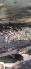 Physarum album