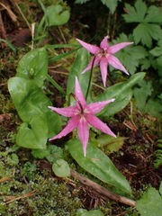 Erythronium revolutum