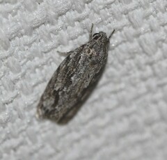 Agriophara confertella